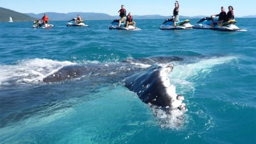 The whale soaked up the attention for more than an hour. (Whitsunday Jetski Tours)