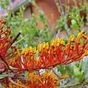 The best native plants for your garden in winter
