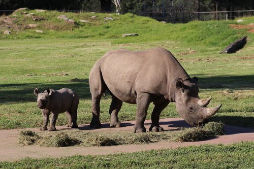 Three busloads of tourists from Sydney arrived at Taronga Western Plains Zoo yesterday in breach of COVID-19 restrictions. Pictured is a Black Rhino calf born at the zoo and its mother.