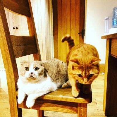 Ed Sheeran's beloved cats Dorito and Callippo