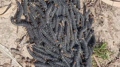 Rare and giant' trapdoor spider species, Euoplos dignitas, discovered in  Brigalow Belt - ABC News