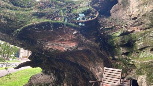 A teddy bear at the entrance to Awhi's cave.