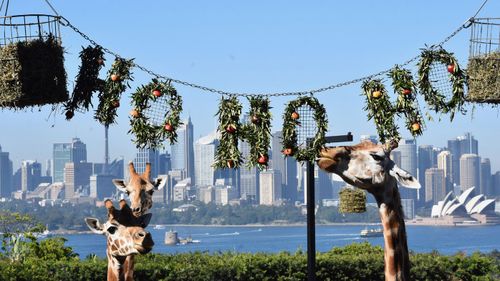 Taronga Zoo is open on Christmas Day