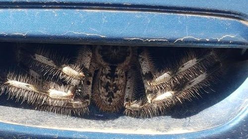 Christine Jones' photo posted to the Australian spider identification page.