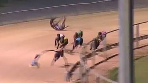 The greyhound takes a tumble and rolls several times (Image: YouTube/SA Race Replays)