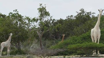 Two rare white giraffes killed by poachers at wildlife sanctuary