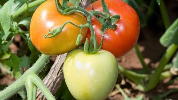 A Queensland farm threw out almost all of its harvested tomatoes (Photo by: Auscape/UIG via Getty Images)