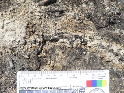 The find is incredibly rare because of how well preserved it is, experts say.