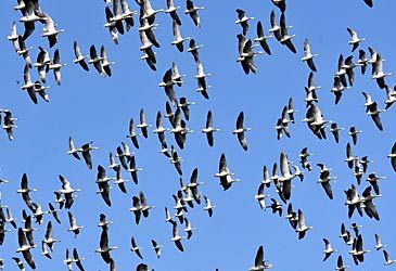 The bar-headed goose has the highest altitude migration. How high can it fly?