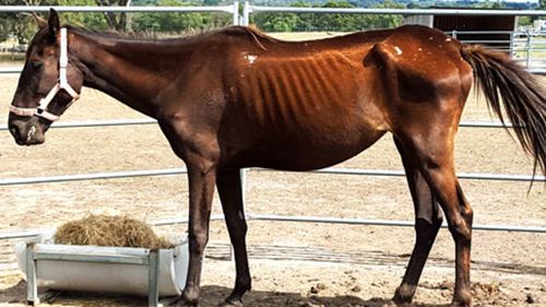RSPCA Victoria rescue 100 malnourished horses