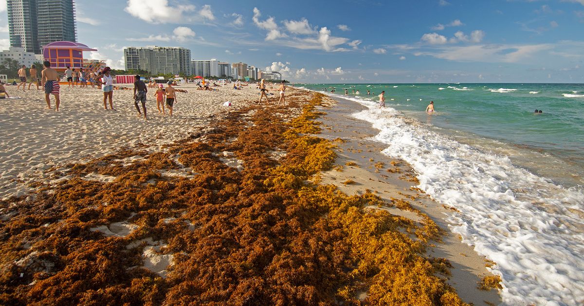 An 8000km-wide blob of seaweed is headed for Florida