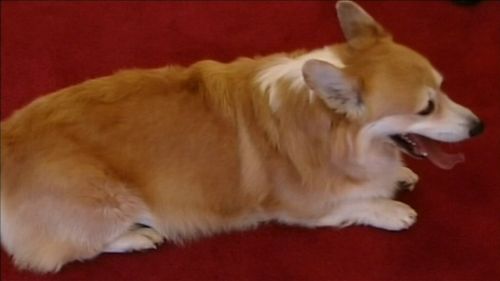 The Queen's last Corgi, Willow, has died in Windsor Castle.