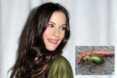 Agra liv is a species of carabid beetle named after Liv Tyler, star of the movie <i>Armageddon</i>, because the "existence of this species of elegant beetle is dependent upon the rainforest not undergoing an Armageddon".