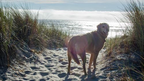 Dood enjoyed the beach for the first time. (Natalya Jenney Photography)