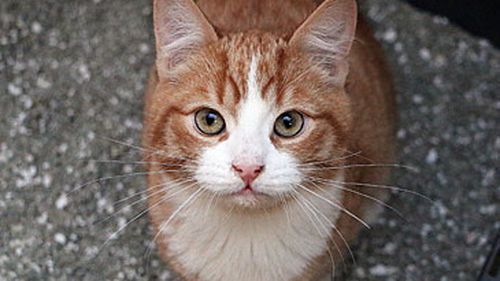 Gato doméstico en una caja de arena (Getty Images)