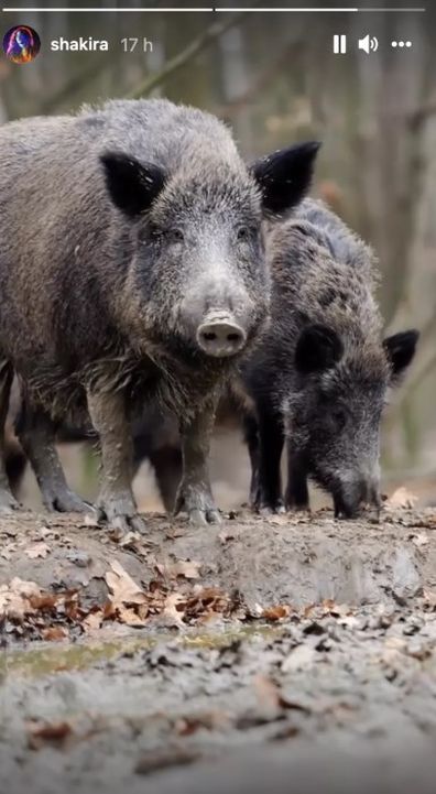 Shakira says she was 'attacked' and robbed by wild boars in a Barcelona park.