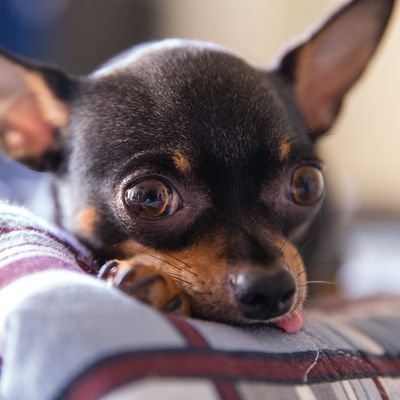 9. Chihuahua