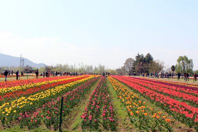 Previously Model Floriculture Center, is a tulip garden in Srinagar, Kashmir. It is the largest tulip garden in Asia spread over an area of about 30 hectares.It is situated on the foothills of Zabarwan Range with an overview of Dal Lake. The garden was opened in 2007 with the aim to boost floriculture and tourism in Kashmir Valley.