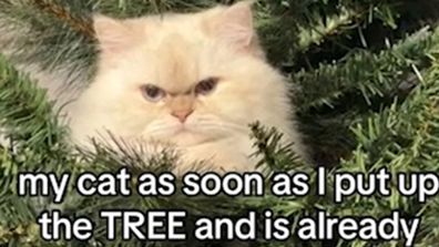 Cat climbs up Christmas tree but looks really unhappy about it.