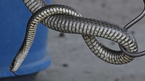 Despite its appearance, this is an Eastern Brown Snake.