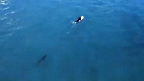 The surfer was trailed by a shark at Bondi Beach. (Knack Studios)