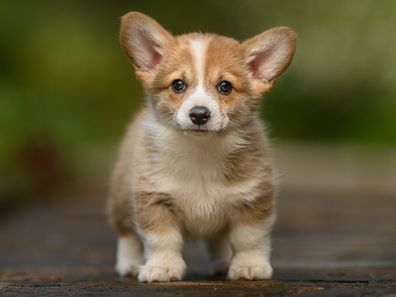 Stock image of a Welsh Corgi Pembroke puppy