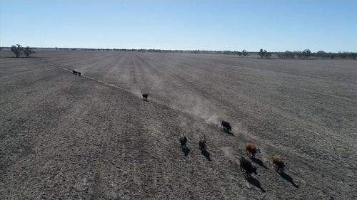 NSW is now entirely in the grips of 'the worst drought in living memory'.