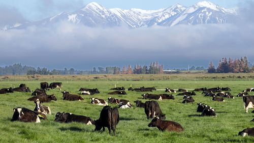 Dairy cows graze on a farm