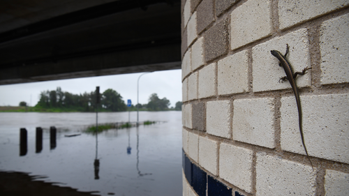 A lizard watches on as Nepean river rises. Windsor residents head down to inspect the Nepean River on the rise. Flood levels are expected to reach near 2021 levels. With Warragamba Dam currently spilling and a heavy rain system sitting right over the catchment area, emergency services are anxiously awaiting the volumes of water that are making there way down. Photographs taken Wednesday 2nd March 2022. 