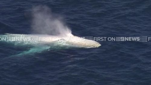 The white humpback is often spotted as it makes its journey along the east coast of Australia. (9NEWS)