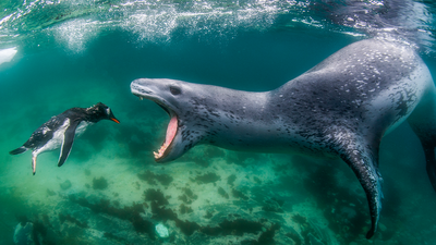 'Leopard Seal Facing reality': Gold Winner - Behaviour, Mammals 