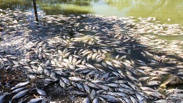 Hundreds of dead fish float on the surface of the Darling River at Menindee. 