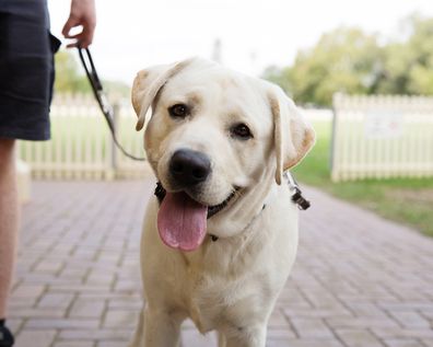 Guide dog in training