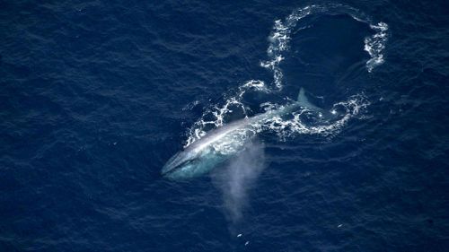 The largest animal on Earth, the endangered blue whale, swims near the Bonney upwelling near Portland, Victoria.
