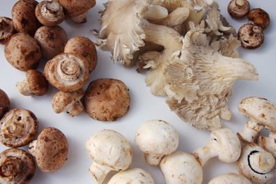 variation of mushrooms