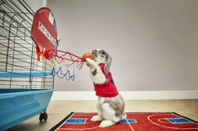 Most basketball slam dunks in one minute by a rabbit