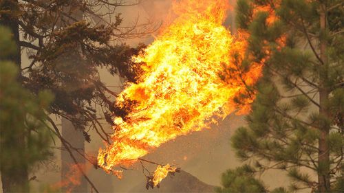 Dry pine needles ignite as flames reach the tree canopy of a forest in California.