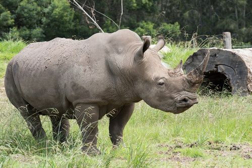 Mogo Zoo is home to a southern white rhino. (Facebook)