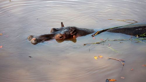 Nobody knows how this hippo got to Mexico