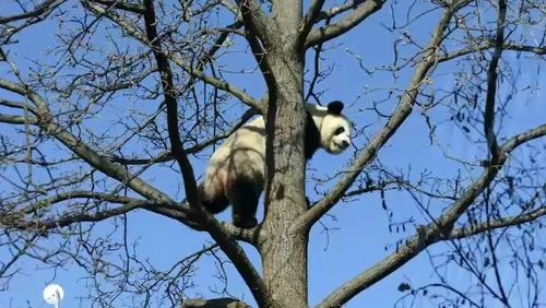 Natural attempts at mating with companion Wang Wang failed, forcing staff to attempt another method of getting Fu Ni to fall pregnant.