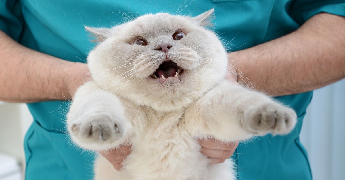 Vet visit tips for cat owners: Why you should never shout at cats if they go on ‘attack mode’ during a vet check up