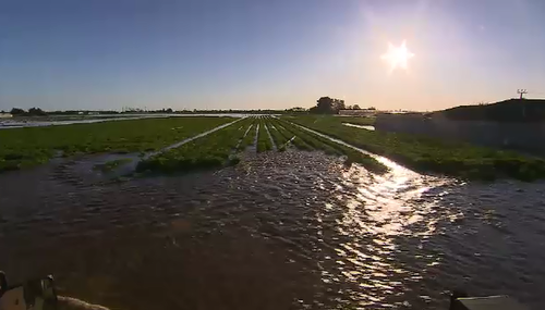 South Australia starts counting flood damage to farms