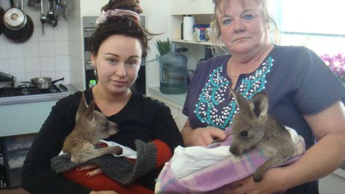 WIRES volunteer Janine Green (right) is caring for the animals.