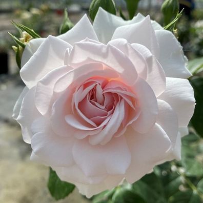 Deborah James showed a close up image of the soft pink rose.