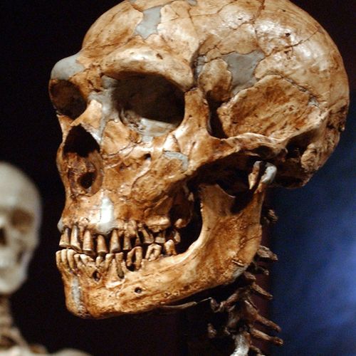 Many of the genes that help determine most people's skin and hair are far more Neanderthal than not, according to two new studies looking at the DNA fossils hidden in the modern human genome. 