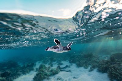 Best for turtle encounters: Heron Island, Queensland