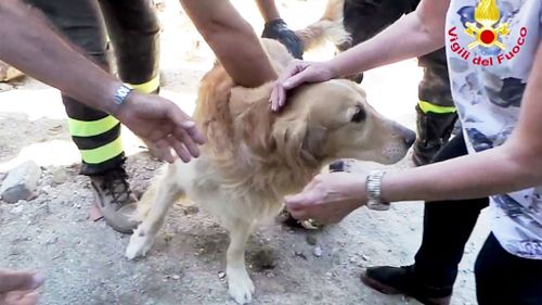 The golden retriever Romeo, pulled from the rubble of the August 24 earthquake in central Italy. (AFP/National Fire-watchers' Corps)