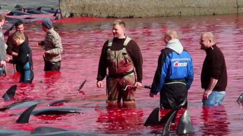 Locals could be seen smiling and laughing in the bloody water. (Sea Shepherd)