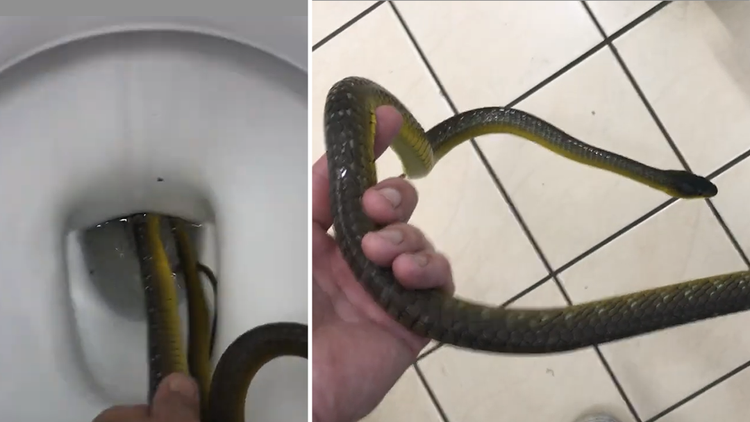 Watch: Reptile wrangler removes snake from toilet at Australian home 