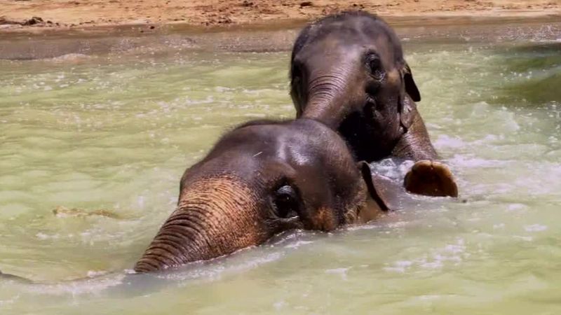 Melbourne Zoo elephant dies from virus | Nine.com.au